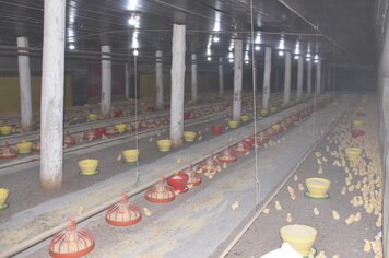 Agricultura atualiza valor do auxílio para lavagem de aviários e pocilgas