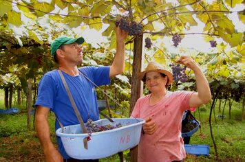 Clima favoreceu a produção de uvas