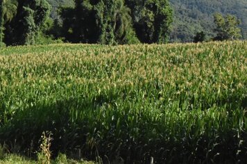 Pedido de sementes do Troca-Troca segue até 21 de junho