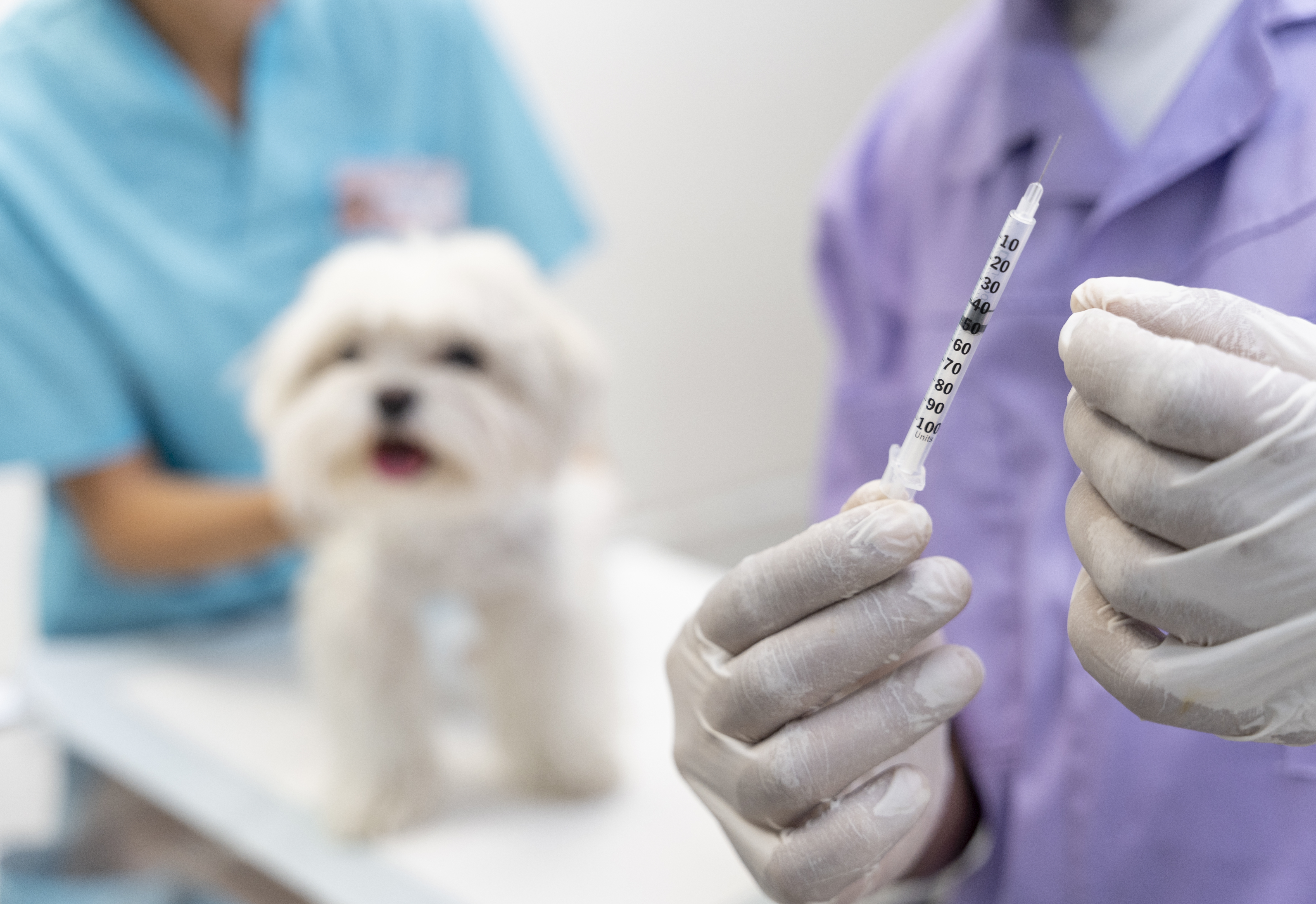 Prefeitura de Imigrante inicia Programa Municipal de Vacinação contra Raiva em Cães e Gatos