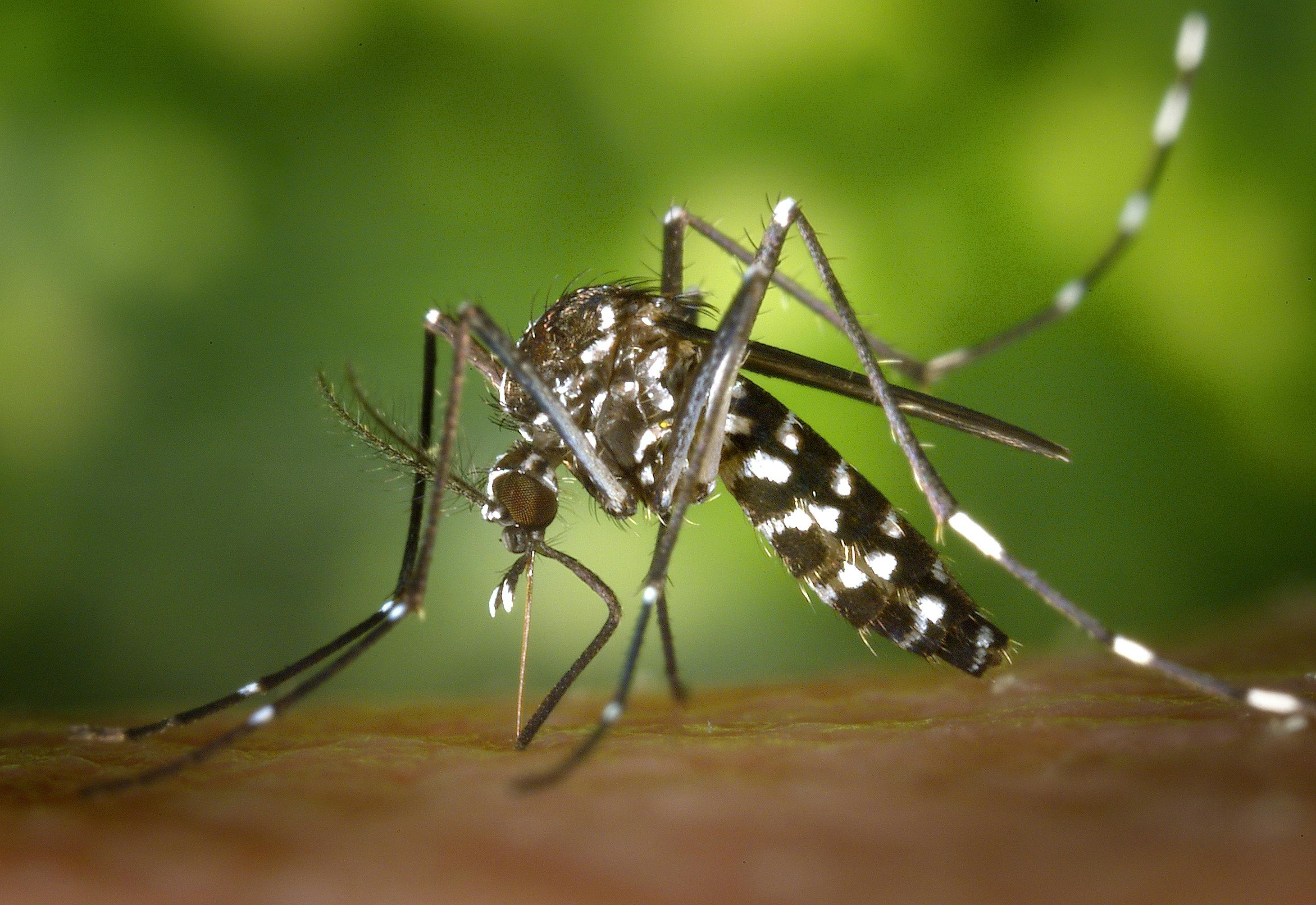 Secretaria de Saúde reforça alerta contra a dengue após confirmação de sorotipo DENV-3 no RS