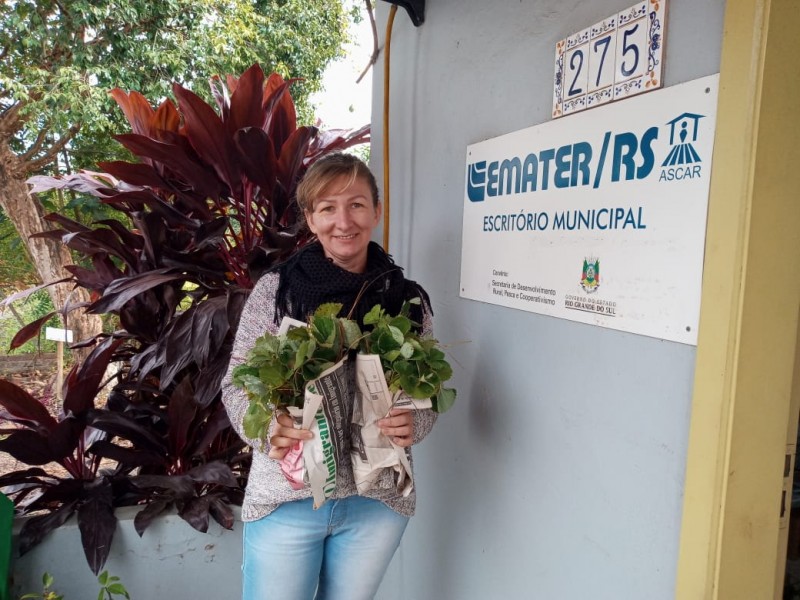 Realizada entrega das mudas de morango