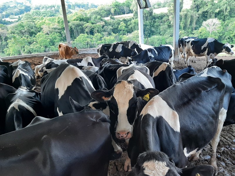 Declaração anual de rebanho deve ser realizada até o final de outubro